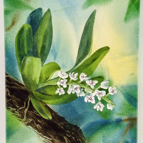 6. Watercolour — Wild Orchid